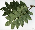 SpeciesSub: subsp. pohuashanensis